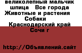 великолепный мальчик шпица - Все города Животные и растения » Собаки   . Краснодарский край,Сочи г.